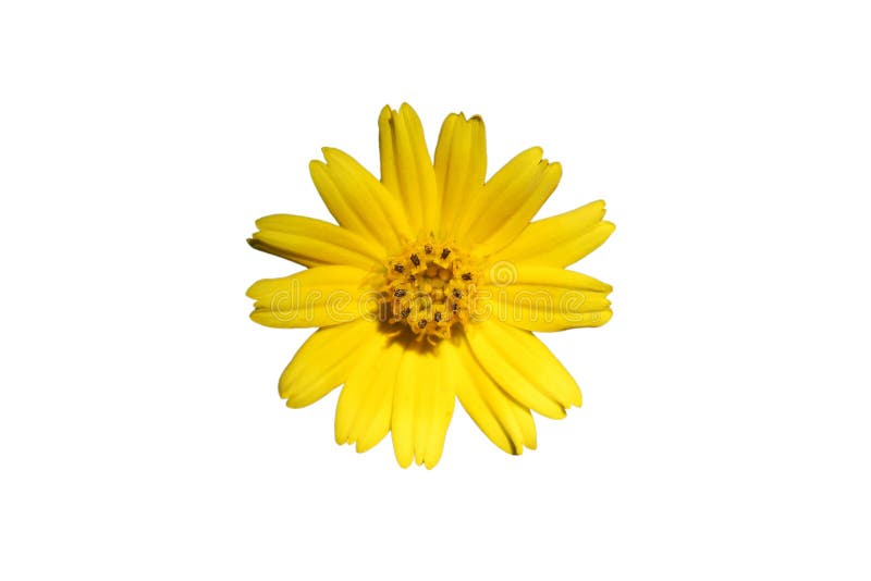 Yellow Flowers Isolated on White Background. Stock Image - Image of