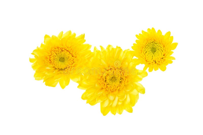 Yellow flowers stock photo. Image of isolated, freshness 86170588