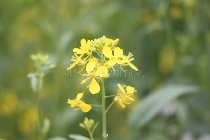 Yellow Flowers of Japan Blossom. Stock Image Image of outdoor
