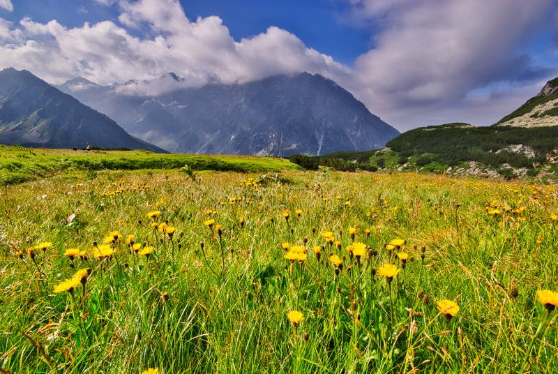 Žluté květy v Kobylí dolině ve Vysokých Tatrách v létě