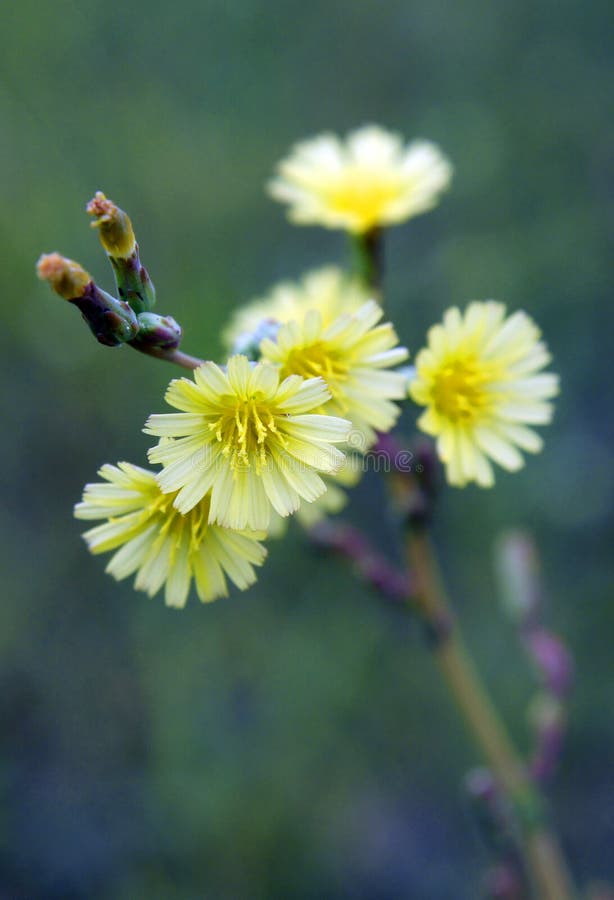 Yellow flowers of Lactuca serriola royalty free stock image Yellow flowers of Lactuca serriola royalty free stock image