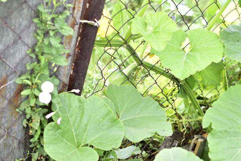 Yellow Flowers and Leaves of a Pumpkin Plant Stock Image Image of