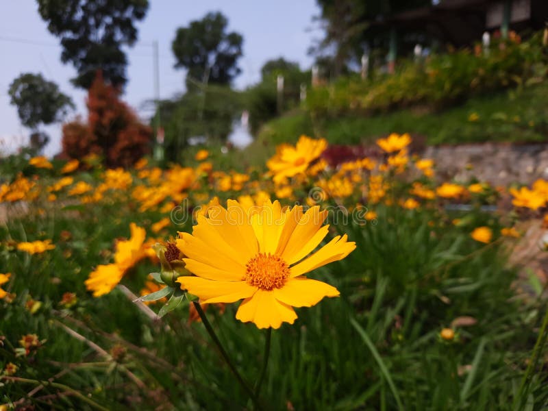 Yellow Flowers that Look Like Sunflowers Stock Image Image of like