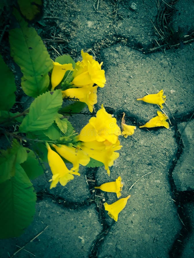 Yellow Flowers Lying on Roadside Captured and Edited Stock Image Image of roadside, yellow