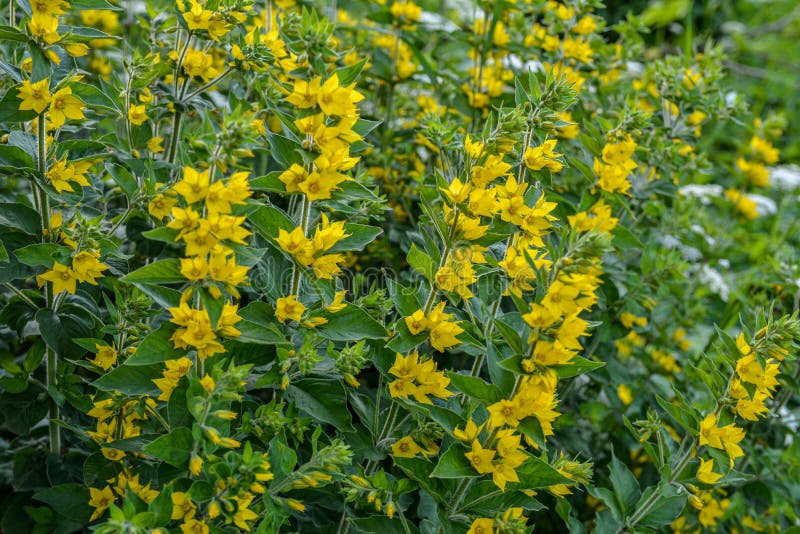 Yellow Flowers of Lysimachia Punctata Plant in a Garden Stock Image ...