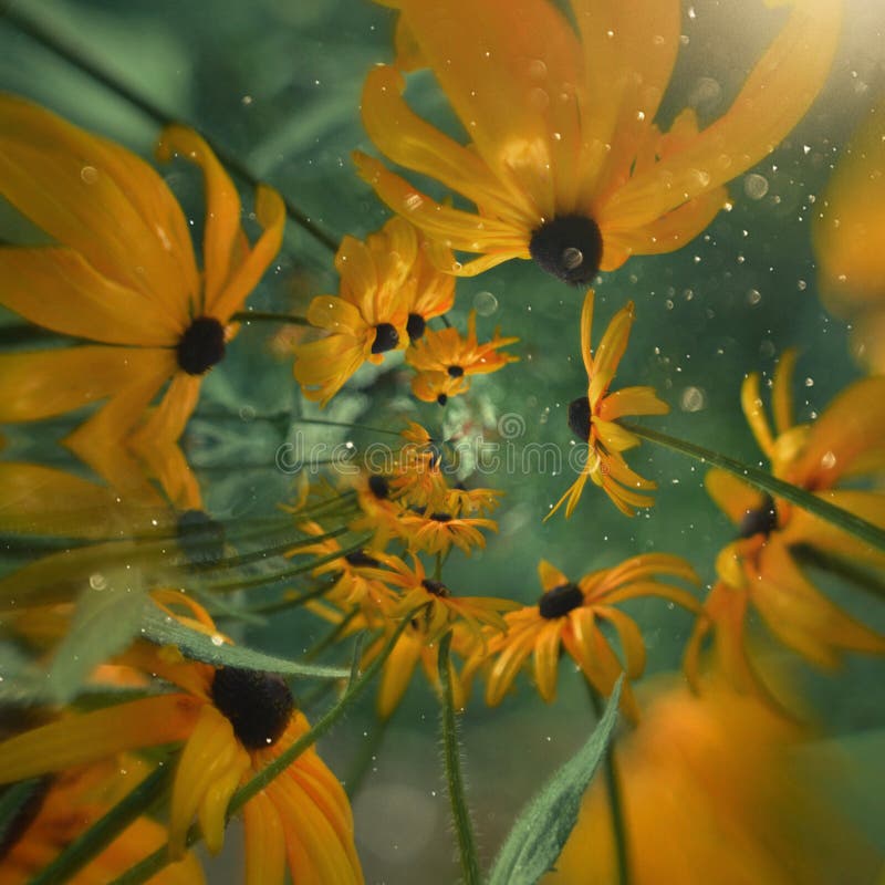Yellow Flowers in a Magical Garden. Nature Photography. Artistic photography stock photo
