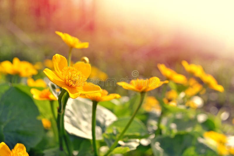 Yellow flowers of marsh marigold. floral background