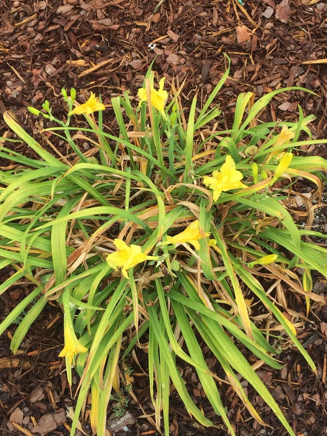 Yellow Flowers, Monkey Grass Stock Photo Image of grow, grass 74394298