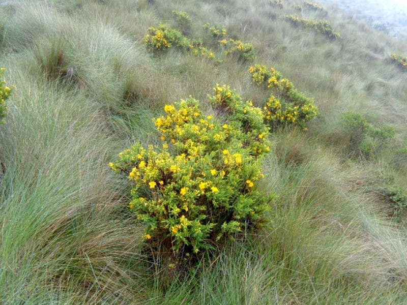 Yellow Flowers on Mount Fuya Fuya, in Ecuador Stock Image - Image of ...