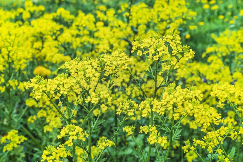 Yellow Flowers Mustard. Background of Yellow Wildflowers Stock Photo
