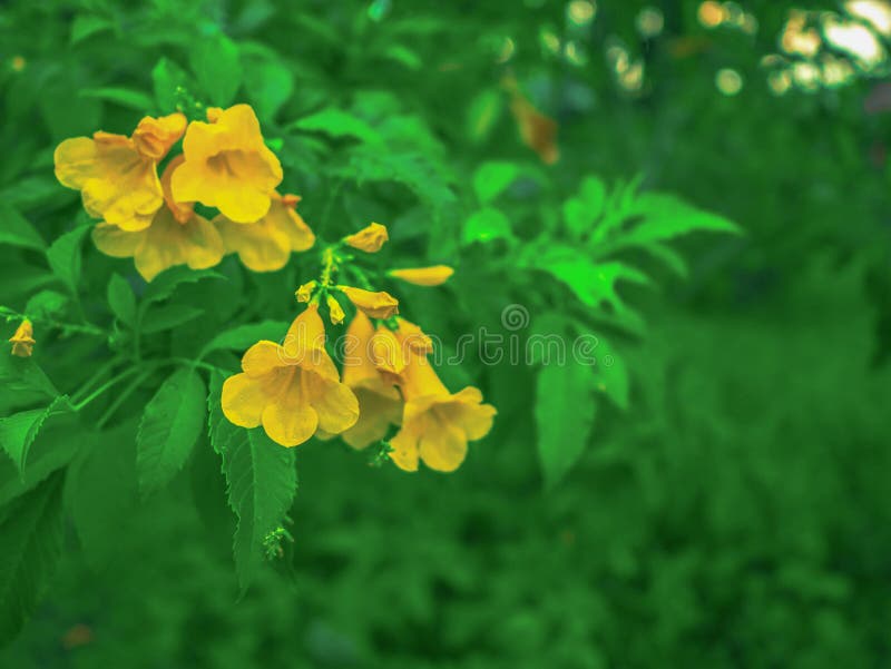 Yellow Flowers in the park stock image. Image of flower 122782637