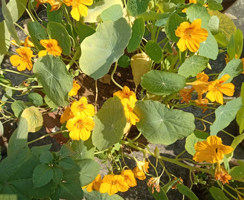 Yellow Flowers Plant Winter Spring India Stock Photo Image of spring, india 171315006
