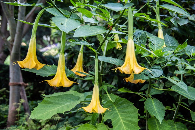 Yellow Flowers of the Poisonous Trumpet Tree Stock Image Image of