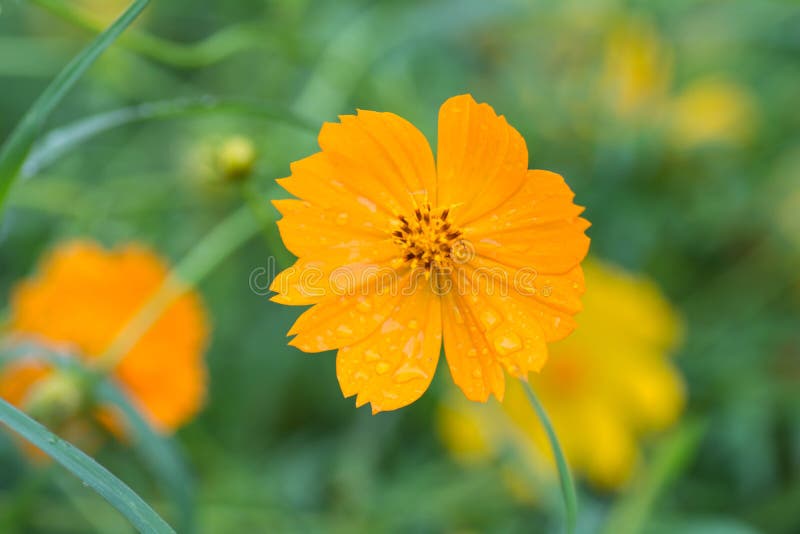 Yellow Flowers with Rain Drops Stock Photo Image of plant, summer