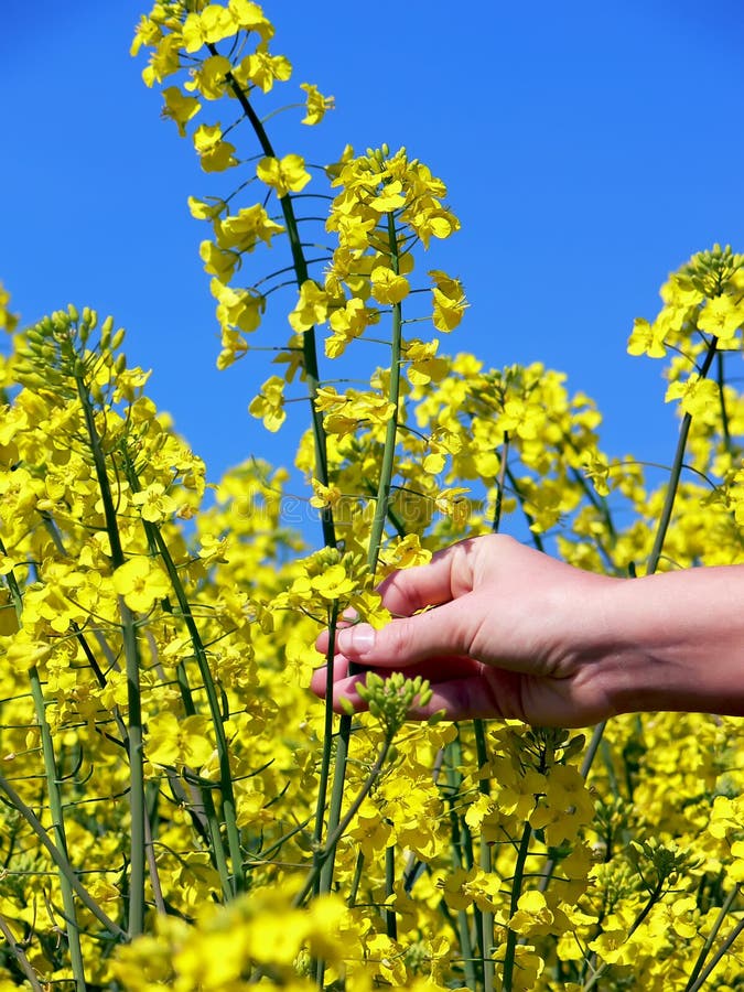 Mano possesso fiore da prossimo fiori.