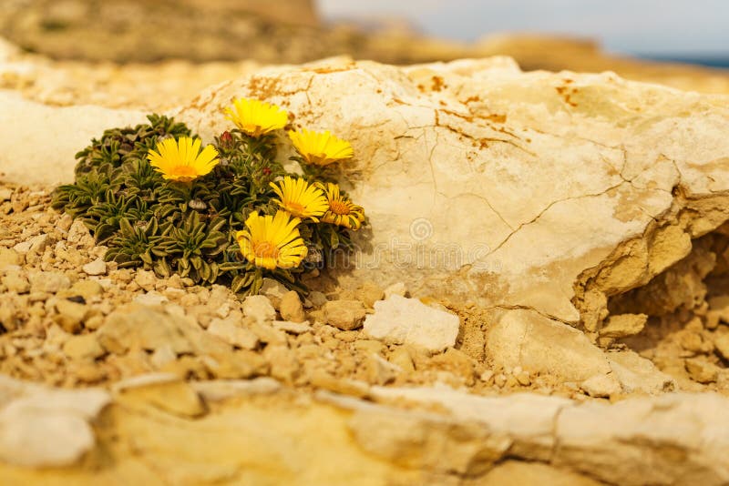 Yellow Flowers on Rocky Cliff Stock Photo Image of ground, flower