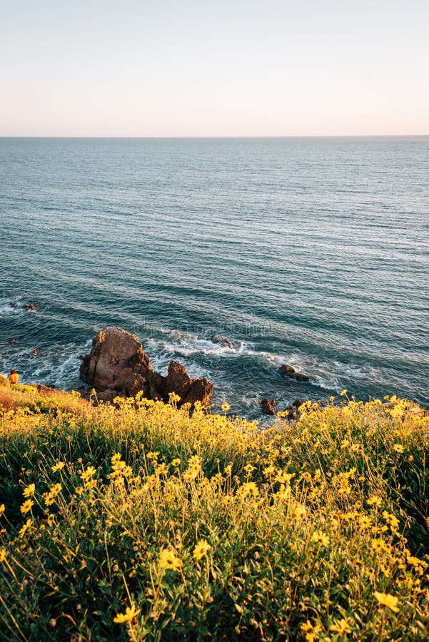 Yellow flowers and rocky coast in Corona del Mar, Newport Beach, California