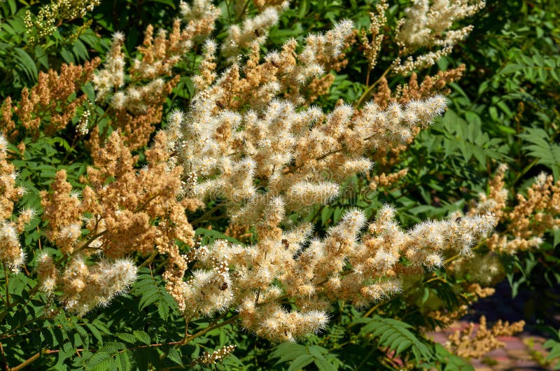 Yellow flowers of Rodgersia pinnate in bloom with bees.