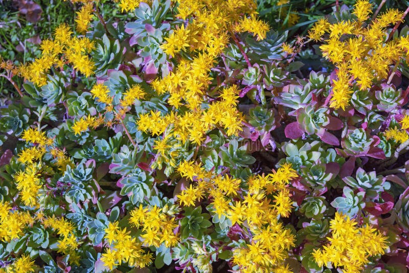 Yellow Flowers of Sedum Stonecrop, Sedum Palmeri Stock Photo - Image of ...