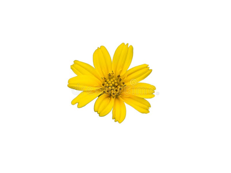Yellow Flowers,Spring Background with Beautiful Yellow Flowers Isolated on White Background with