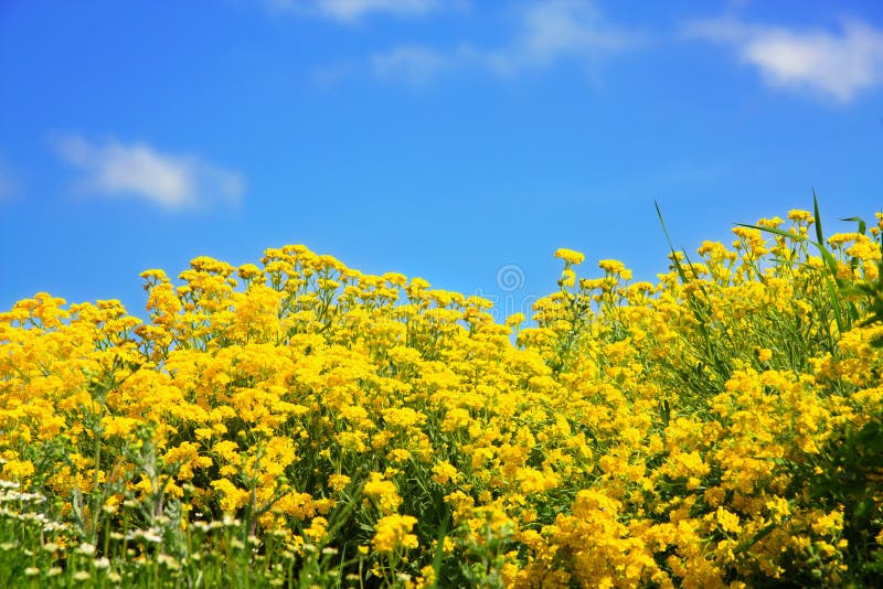 Spring flowers coming up stock image. Image of flower 3793203