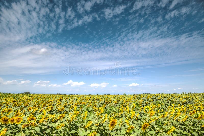 yellow flowers of sunflower on blue sky background stock photos yellow flowers of sunflower on blue sky background stock photos