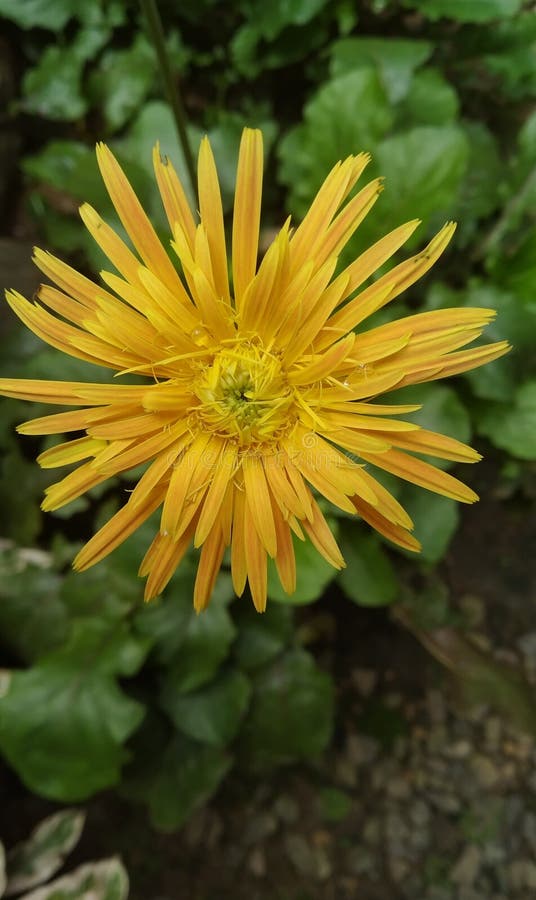 Yellow Flowers Symbolize Thai Royalty Stock Photo Image of thai