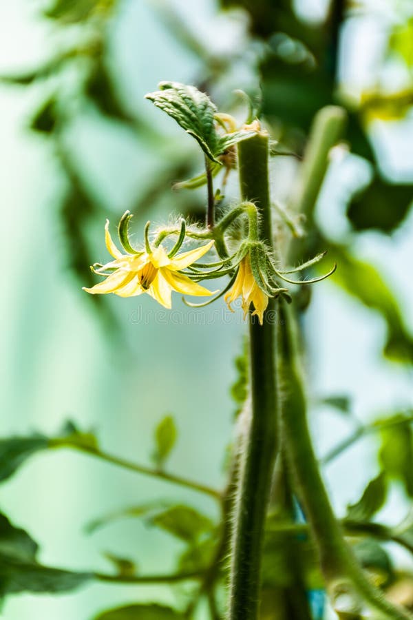 Yellow flowers of tomato stock image. Image of field 235892973