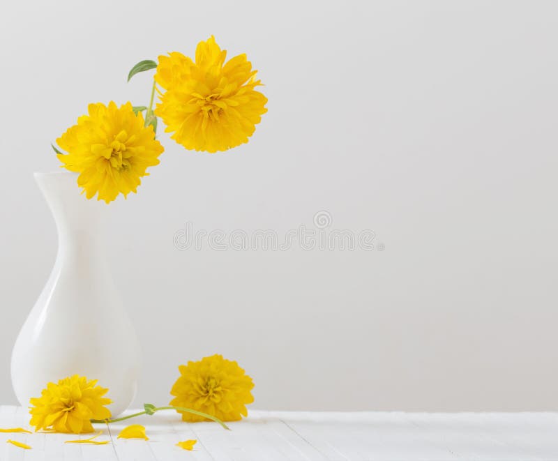 Yellow Flowers in Vase on White Background Stock Photo Image of macro
