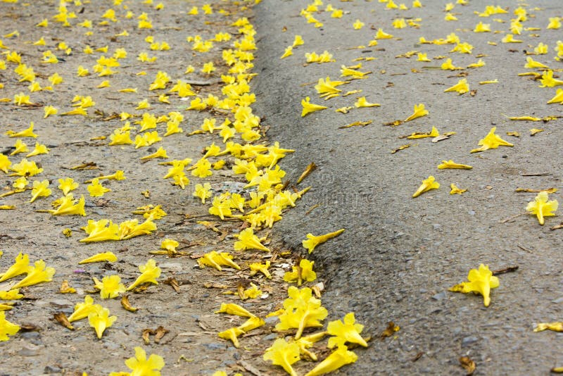 Yellow Flowers by the Wayside Stock Photo Image of blur, lane 40323184