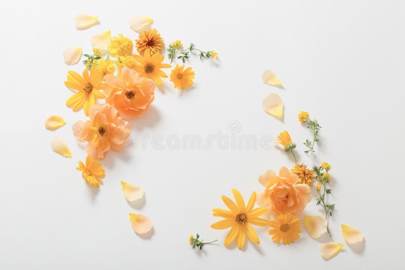 Yellow Flowers on White Background Stock Image - Image of fall, paper ...