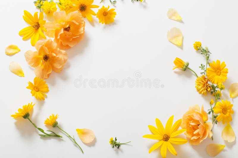 Yellow Flowers on White Background Stock Photo - Image of flowers ...