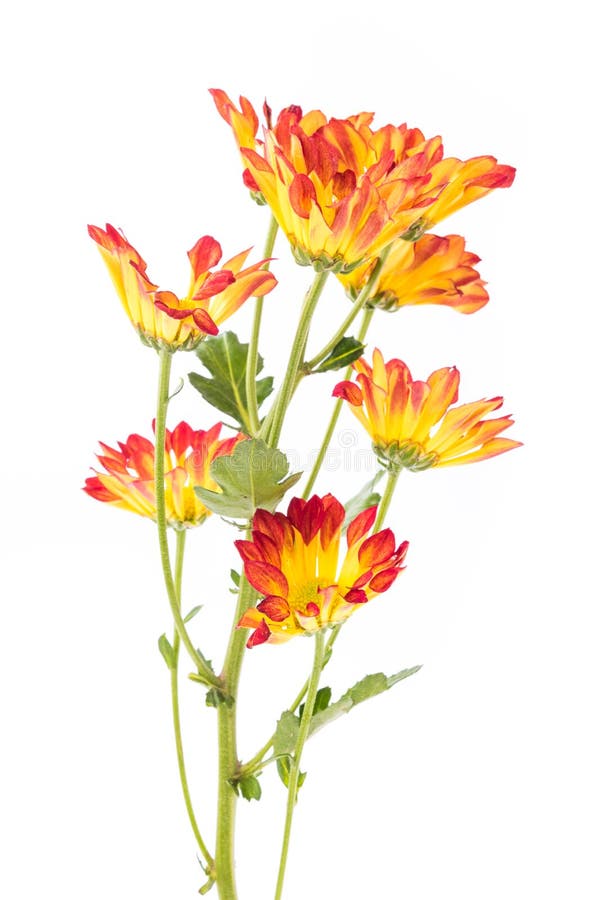 Yellow flowers stock photo. Image of gift, white, orange 55687158