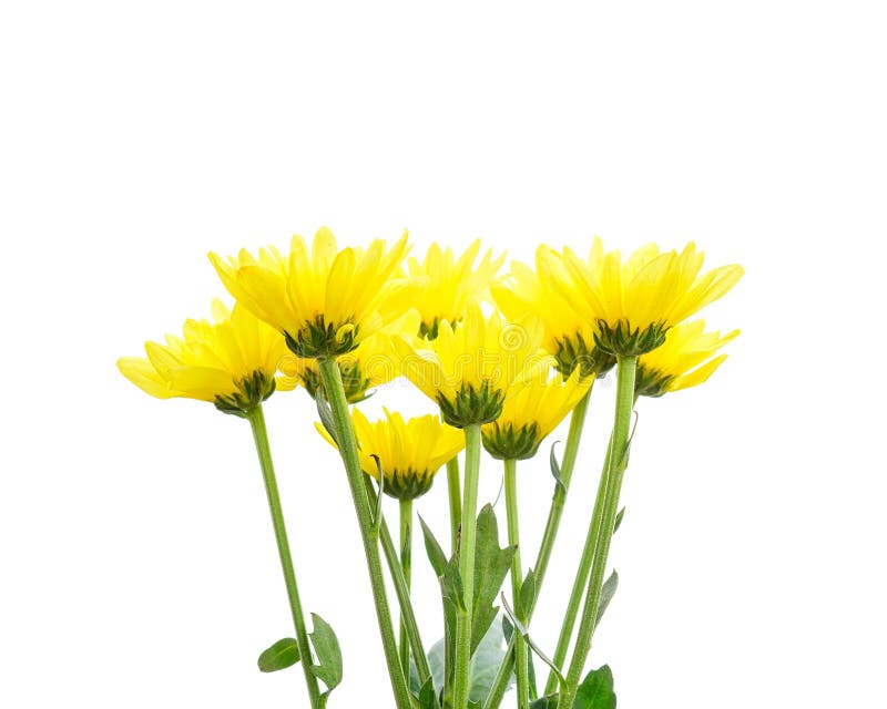 Yellow flowers stock image. Image of green, relax, romance - 70211991