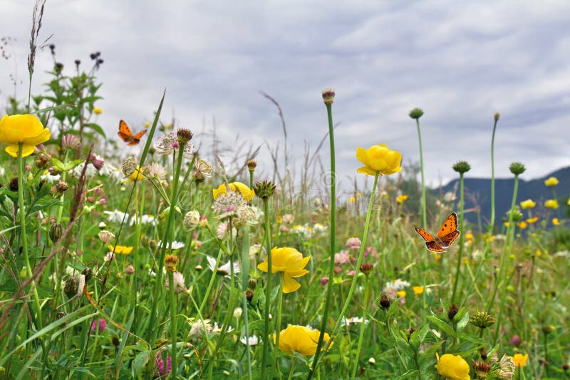 Yellow flowers of wild buttercup and wildflowers on meadow in summer. Orange butterfly with black dots scarce copper