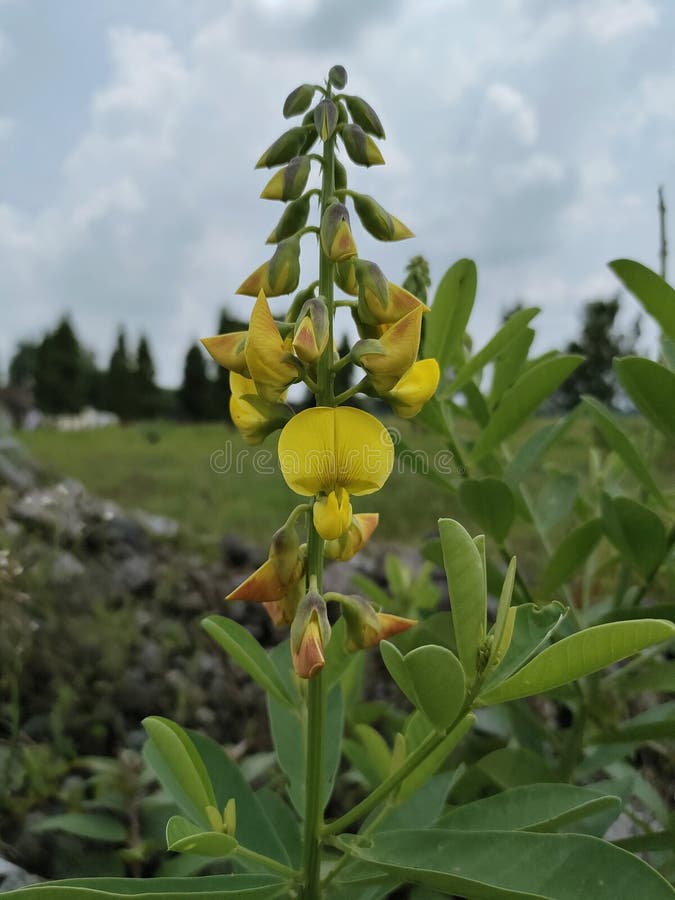 Yellow Flowers of Wild Plant Stock Photo Image of nature, yellow