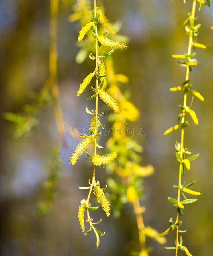 Yellow Flowers on Willow Branches in Spring Stock Image Image of