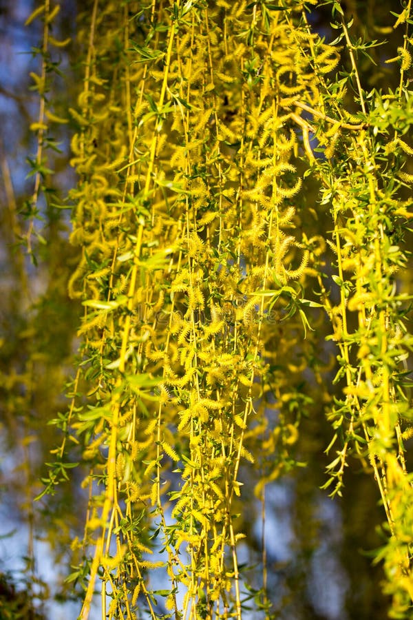 Yellow Flowers on Willow Branches in Spring Stock Photo Image of