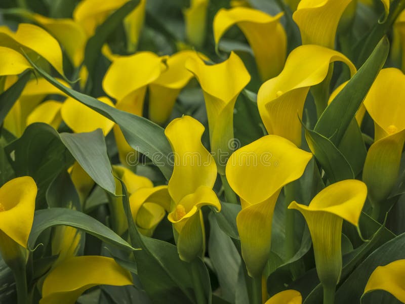 Yellow flowers of Zantedeschia Sunclub, arum lily, calla lily, calla. Herbaceous, perennial, flowering plants in the family