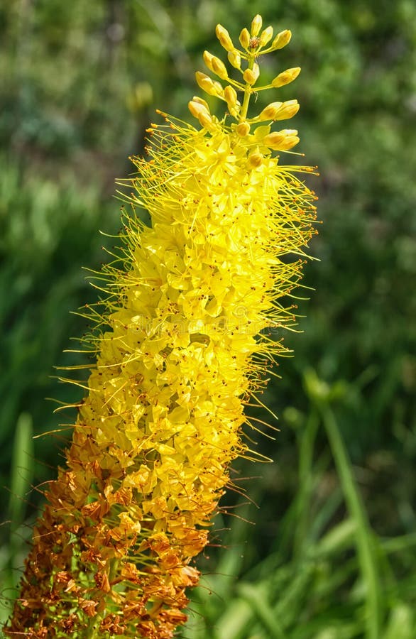 Yellow fluffy flower stock image. Image of brush, blooming 261141227