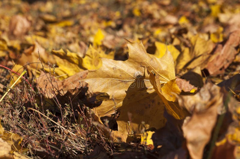 Yellow foliage stock photography Yellow foliage stock photography