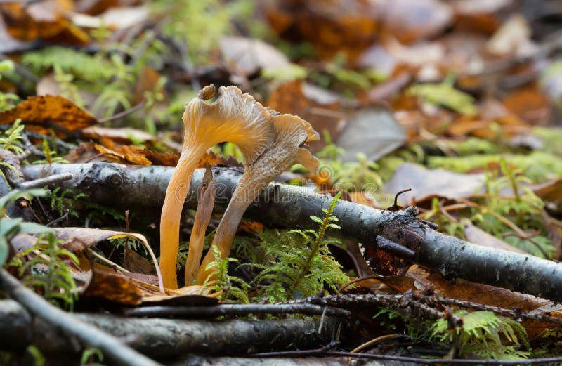 Yellowfoot Cantharellus Lutescens, Wild Mushrooms Edible In Mo Stock Image Image of