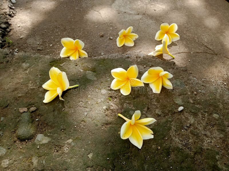 199 Falling Frangipani Flowers Stock Photos Free & RoyaltyFree Stock