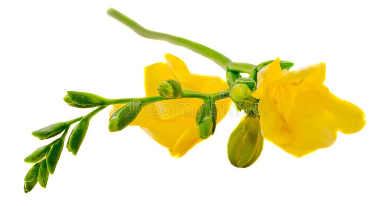 Yellow freesia flower, isolated, close up white background royalty free stock image