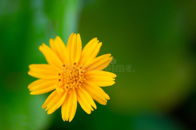 Yellow fresh blooming flowers image on a green background royalty free stock photography
