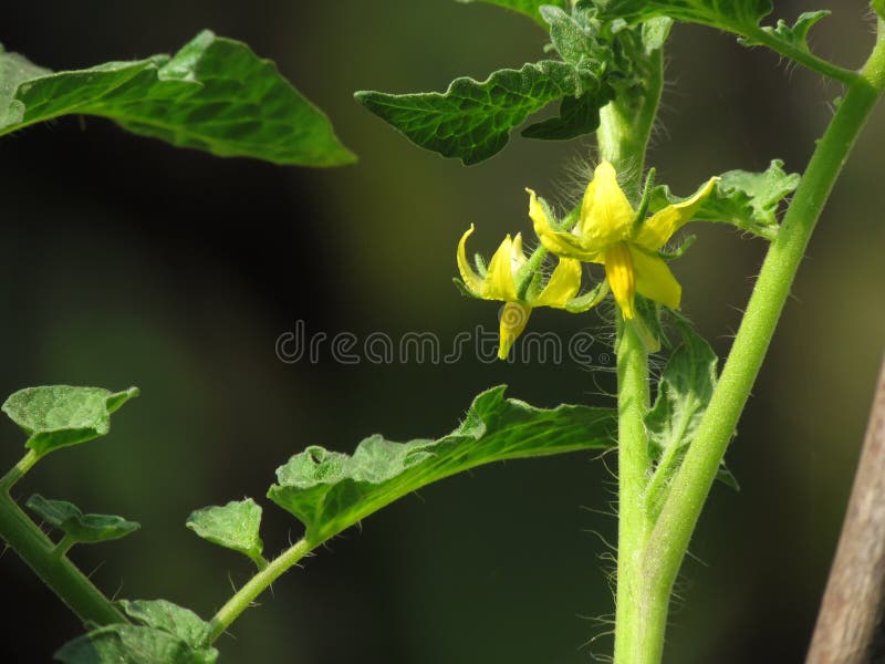 Yellow Fresh Flowers on a Tomato Plant Stock Photo Image of healthy