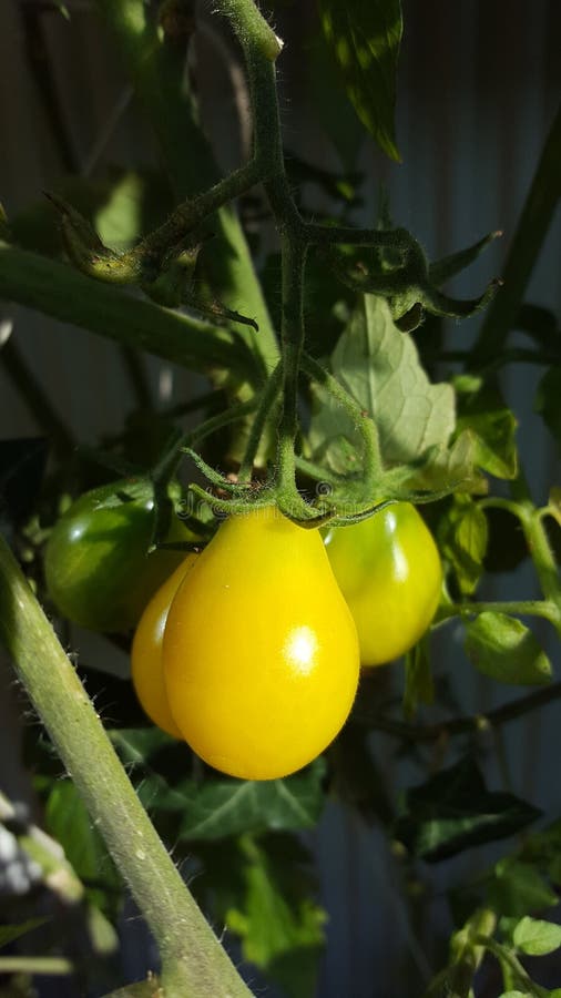 Yellow, Fruit, Produce, Plant Picture. Image 111486766