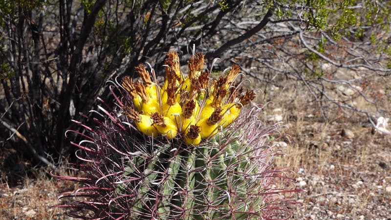 Ferocactus Wislizeni seed Fish Hook Desert Barrel Candy Compass