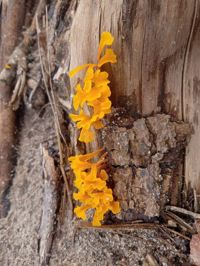 Yellow Fungus that Grows on Rotting Wood Stock Image Image of grows