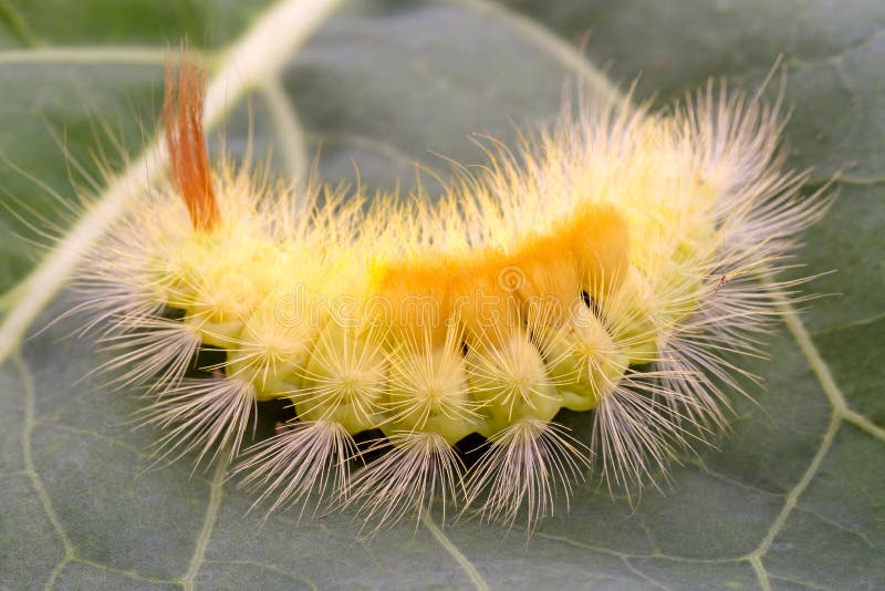 Yellow furry caterpillar stock image. Image of insect 44365467